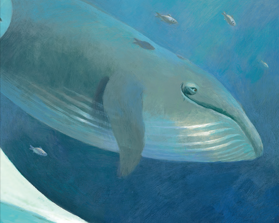 Libro - Malena Ballena